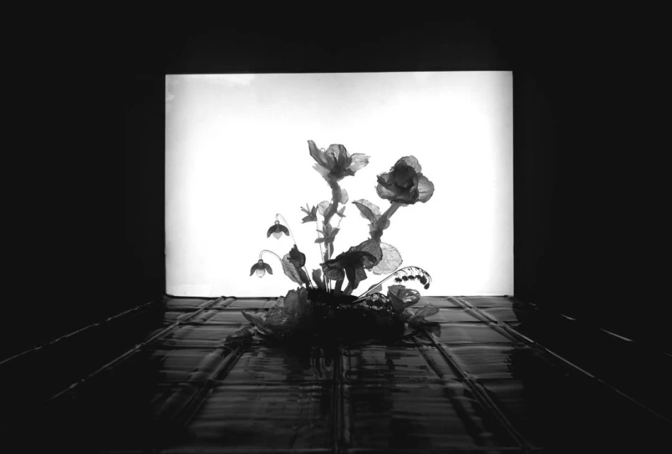 Black and white photo of flowers arranged on a reflective surface, silhouetted against a bright, light source and dark background.