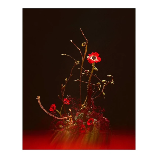 Floral arrangement featuring red and white anemone flowers and branches on a dark background with red highlights. Botanical art piece.