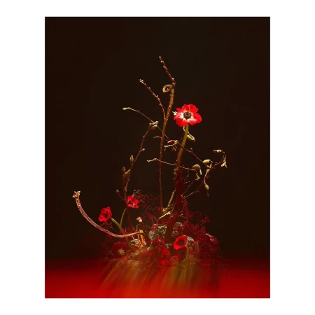 Floral arrangement featuring red and white anemone flowers and branches on a dark background with red highlights. Botanical art piece.