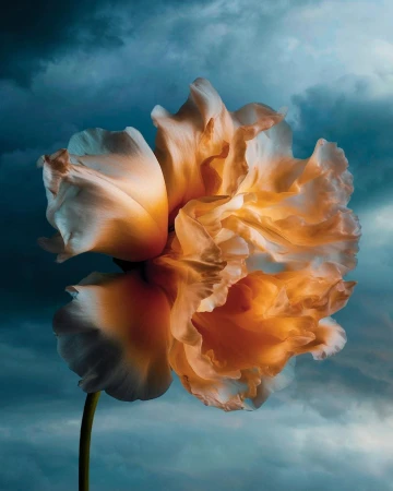 Close-up macro shot of a single ruffled peach-toned flower against a dramatic dark blue stormy sky background by Benjamin Henon.