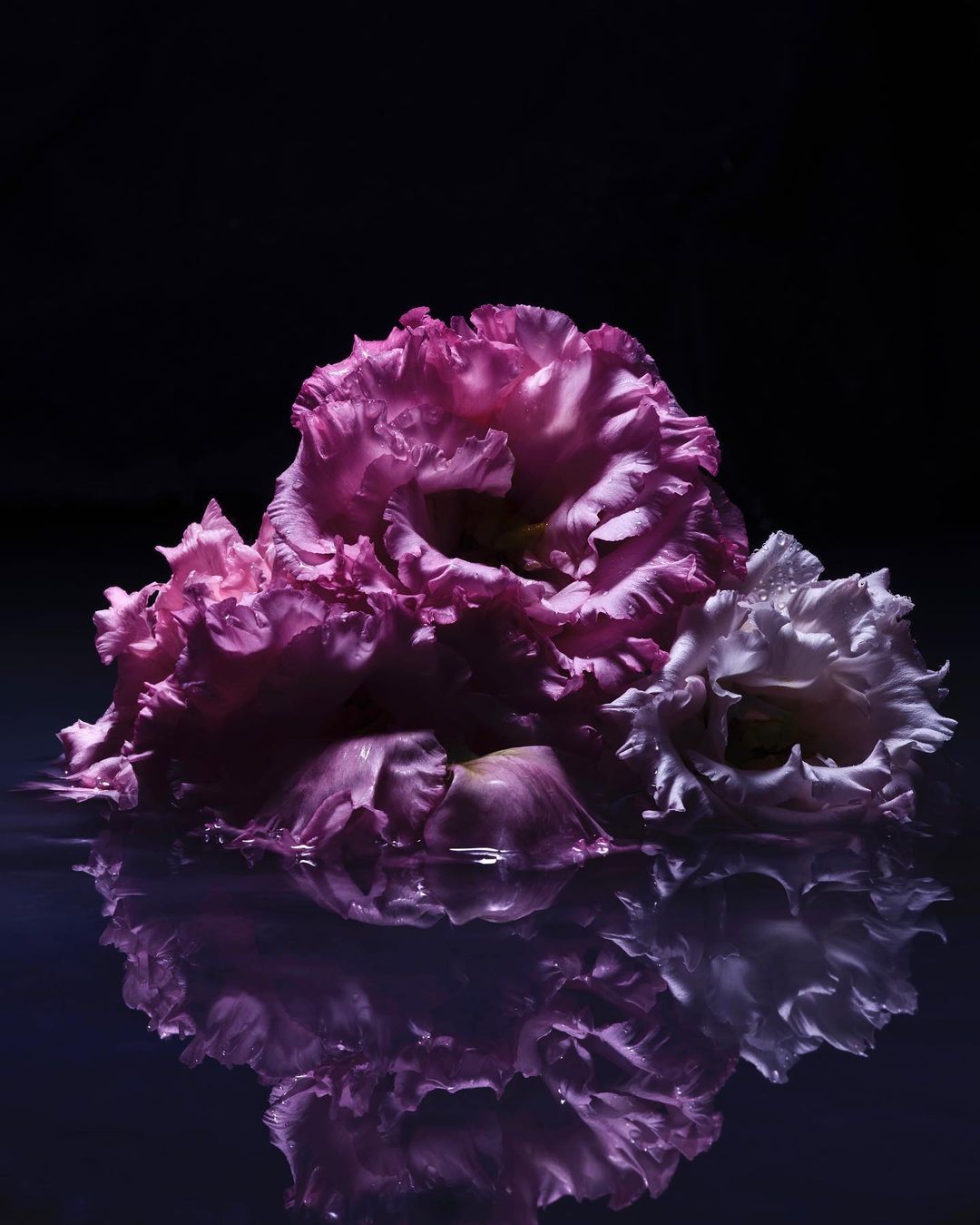 Floral still life featuring pink and white Lisianthus flowers in water with a dark background, capturing texture and reflections.