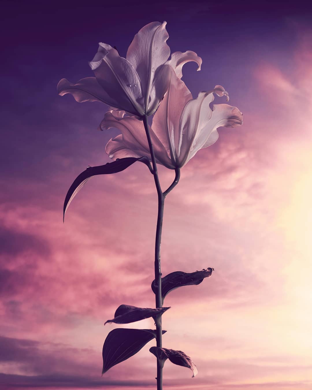 Dramatic close-up of a white lily flower set against a pink and purple cloudy sky, showcasing floral beauty and vibrant color contrast.