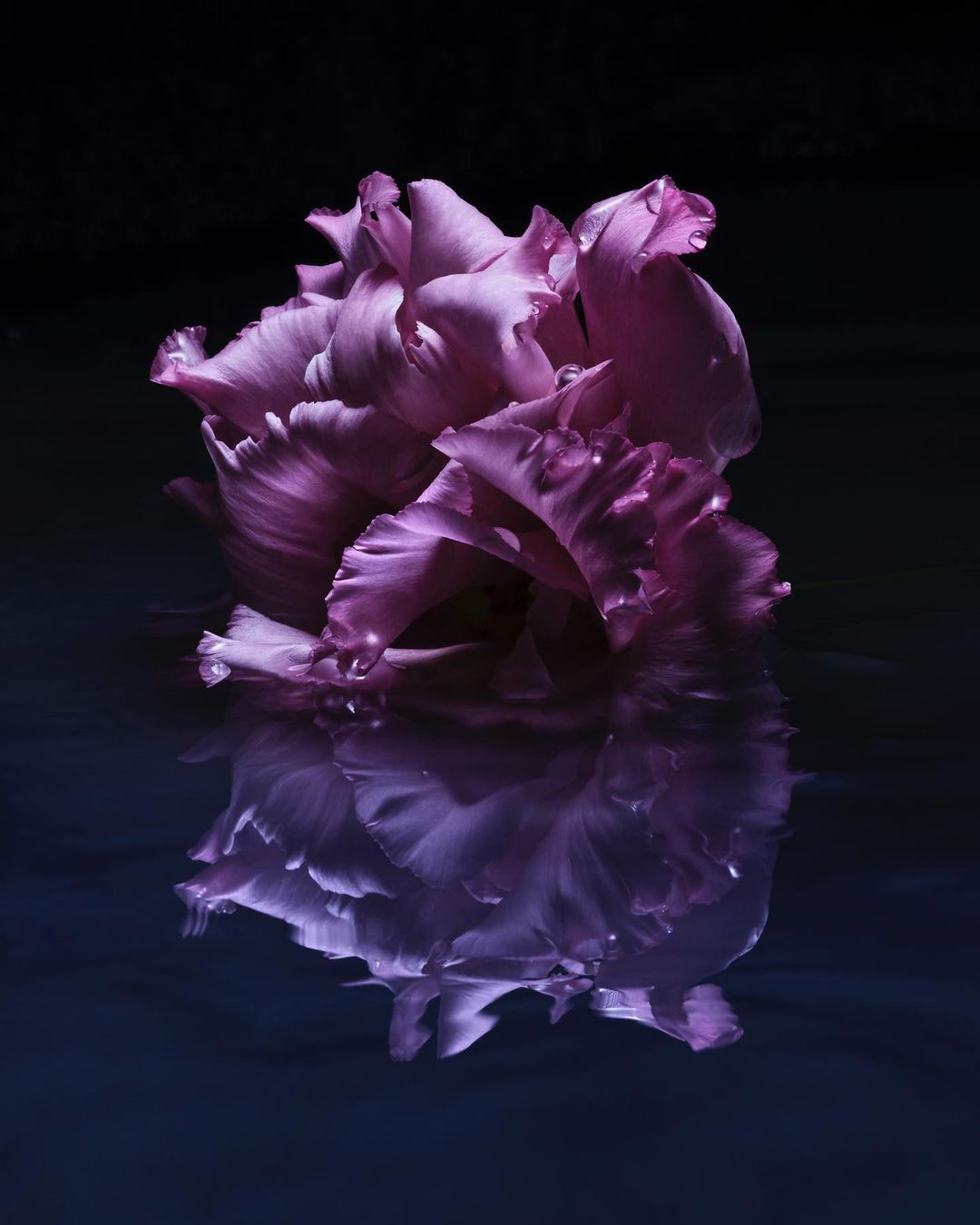 Close-up studio shot of a purple eustoma flower with ruffled petals, reflecting in a dark liquid surface, on a black background.
