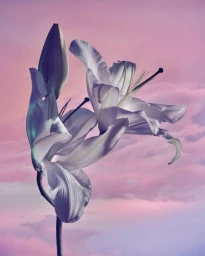 Close-up of white lily flowers against a soft pink and purple sunset sky background photographed in Paris.