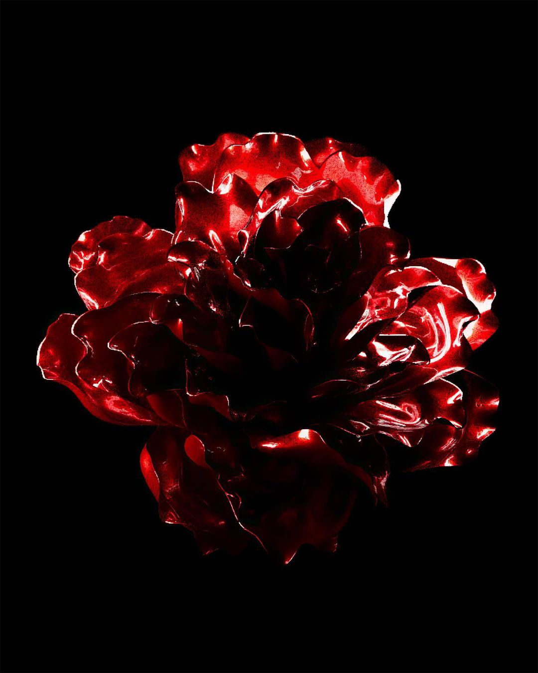 Close-up studio shot of a red rose against a black background, highlighting its intricate petal structure and vibrant color.