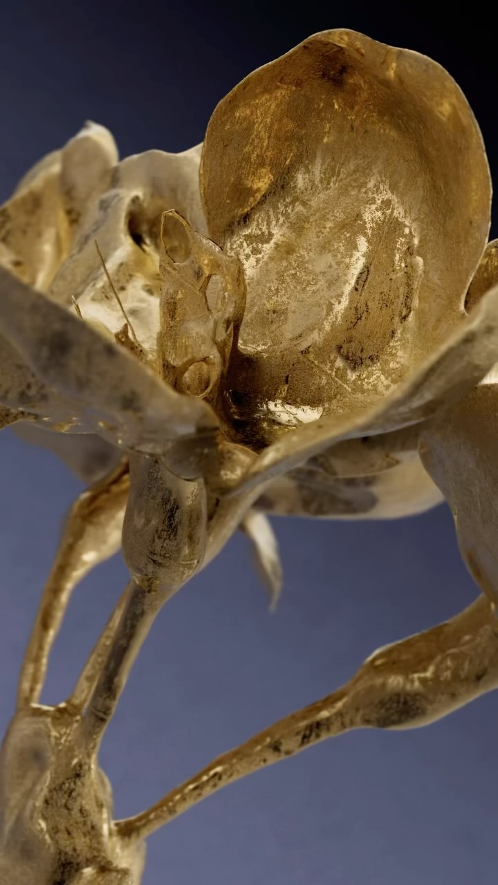Macro photography of an abstract, translucent, flower-like sculpture. The sculpture's organic form is captured in a soft, diffused light.