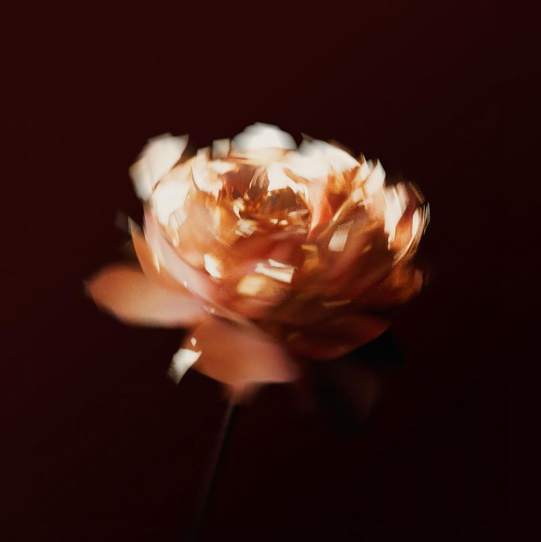 Close-up of a softly focused rose with a gold metallic sheen against a blurred dark background, emphasizing the flower's petals and blurred motion.