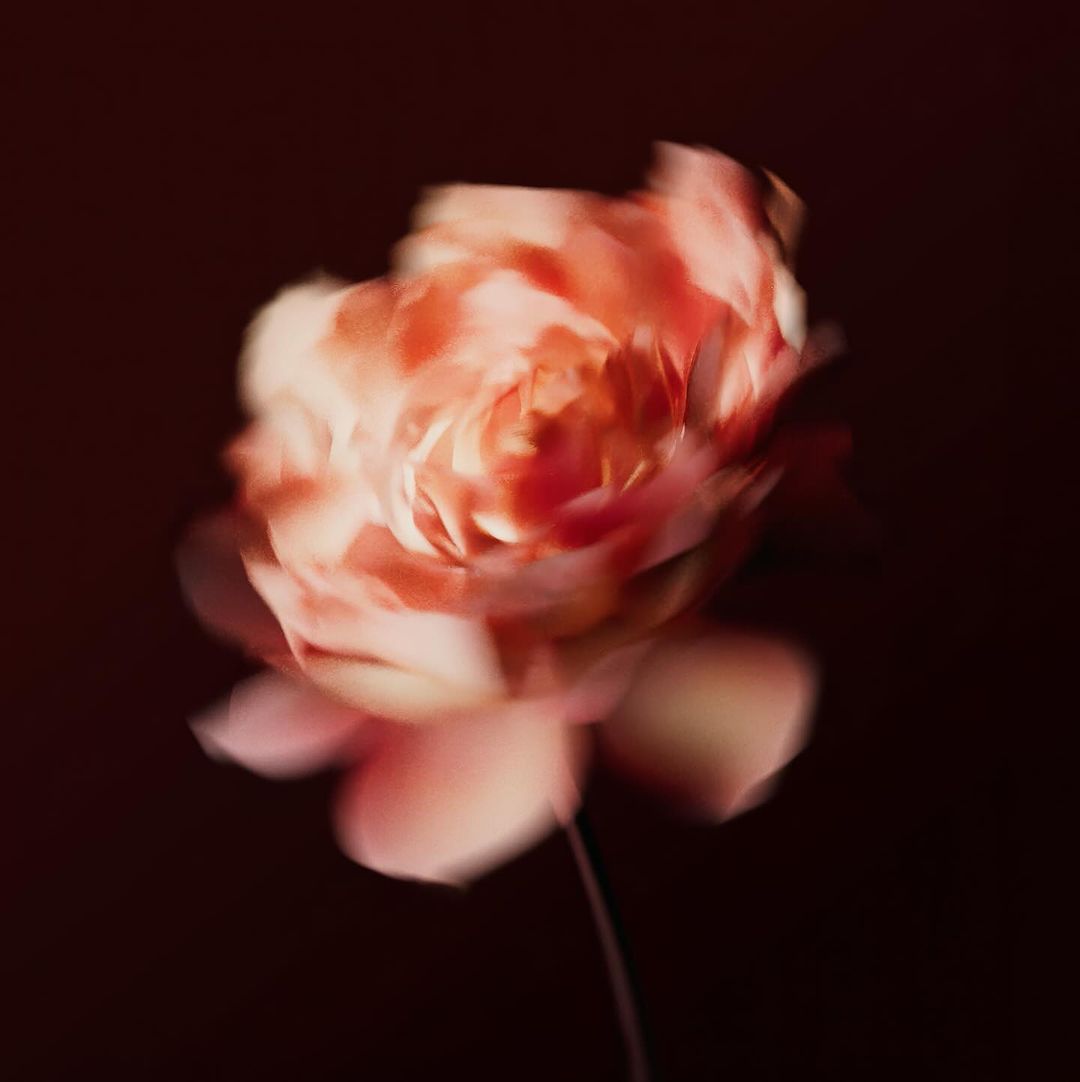 Elegant, soft-focus close-up of a peach-toned rose blossom with blurred petals against a dark maroon background, soft lighting.
