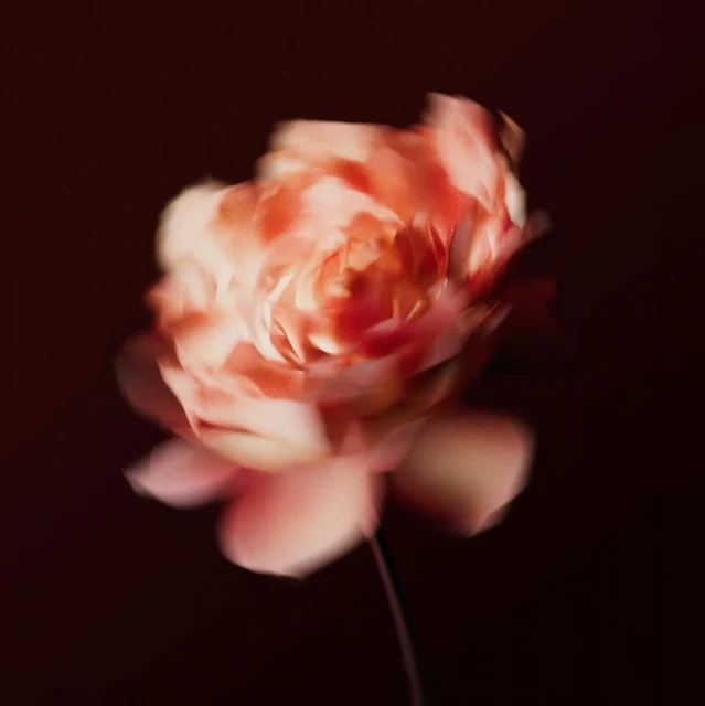 Elegant, soft-focus close-up of a peach-toned rose blossom with blurred petals against a dark maroon background, soft lighting.