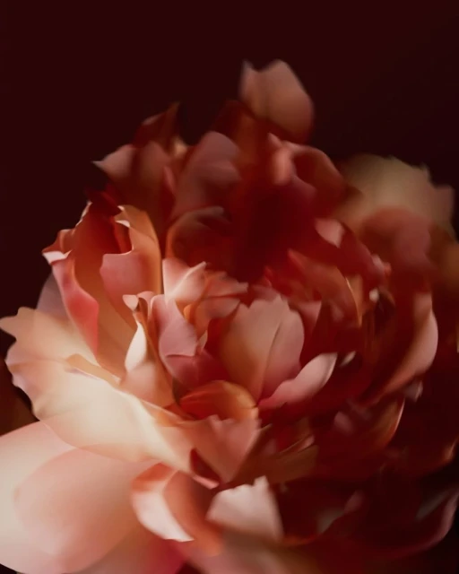 A close-up studio shot captures the delicate layers of a single pink peony flower against a dark, moody background, highlighting its soft petals.