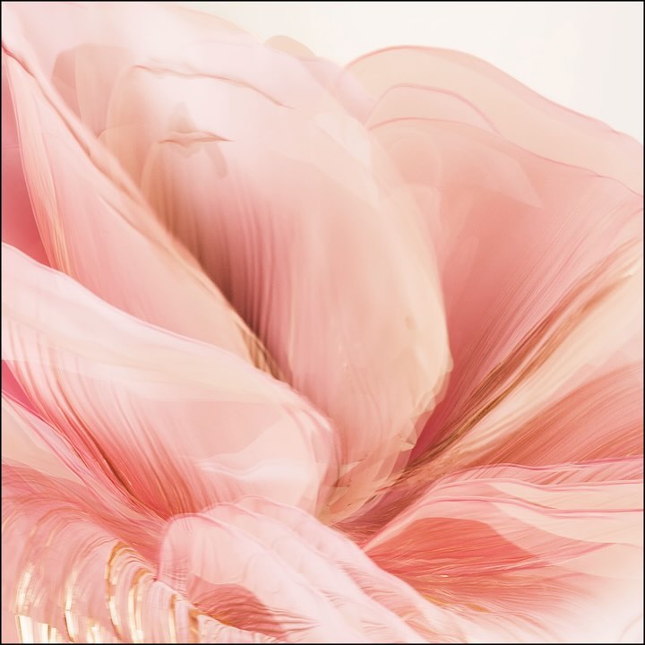 Abstract close-up image with light pink and cream colors, smooth texture, and feather-like layering, creating a soft, flowing effect.