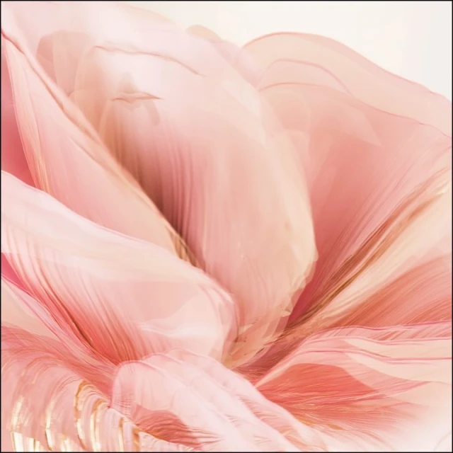 Abstract close-up image with light pink and cream colors, smooth texture, and feather-like layering, creating a soft, flowing effect.