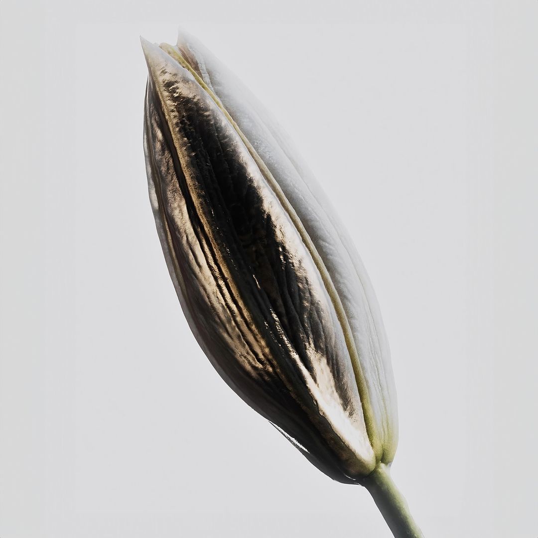 Close-up of a lily bud featuring contrasting gold and white petals, set against a clean, light-grey backdrop.