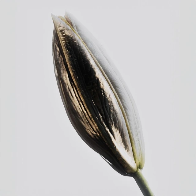 Close-up of a lily bud featuring contrasting gold and white petals, set against a clean, light-grey backdrop.
