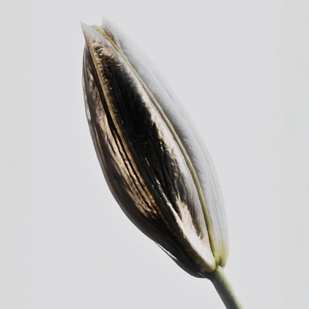 Close-up of a lily bud featuring contrasting gold and white petals, set against a clean, light-grey backdrop.