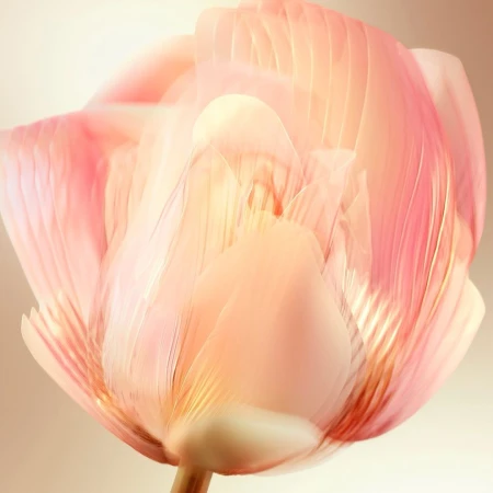 Macro view of a translucent pink and peach flower blossom with soft layered petals against a gradient beige background.