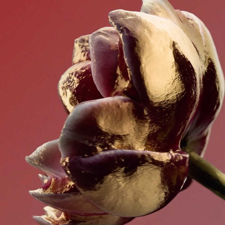 Close-up of a golden tulip flower against a red background, showcasing its petals and textures with soft lighting.