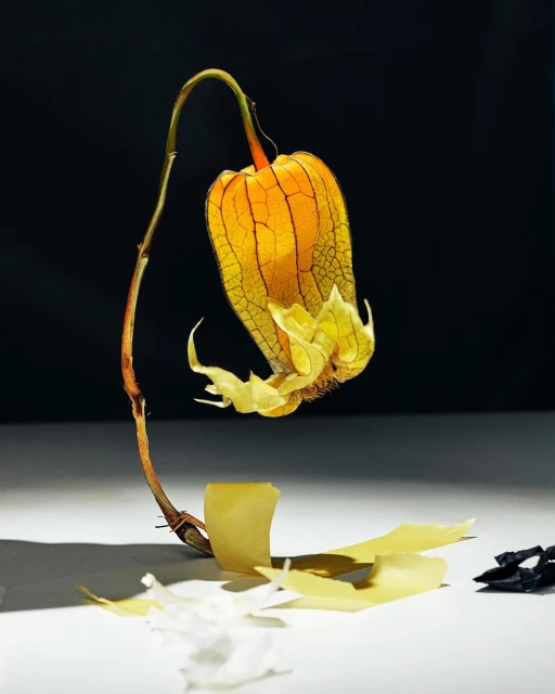 Still life close-up of a golden Physalis alkekengi plant against a dark background, showcasing its unique, lantern-like calyx.