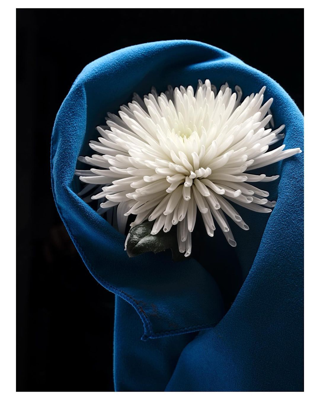 Close-up studio shot of a white chrysanthemum flower enveloped in draped blue fabric against a dark backdrop, showcasing delicate floral art.