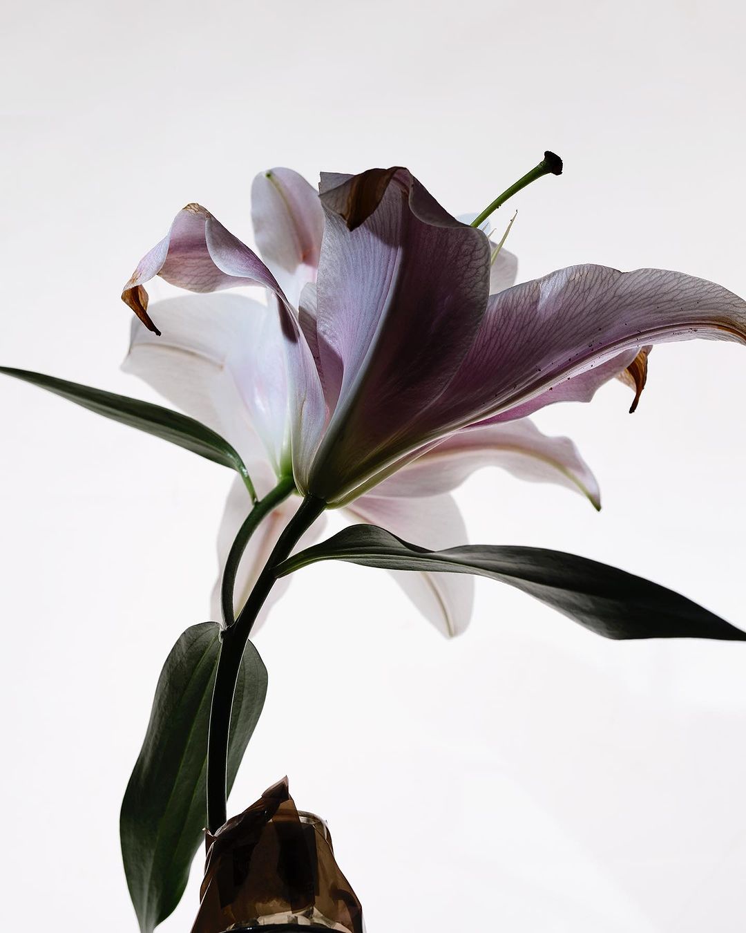A close-up studio shot shows a vibrant lily blossom with lavender and white petals, highlighted by dark green leaves and a white background.
