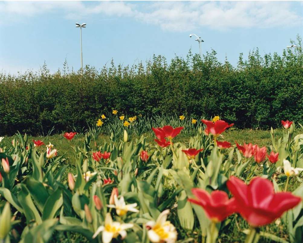 Close-up of red and white tulips in a green field, backed by trimmed bushes, utility poles, and a bright blue, lightly clouded sky.
