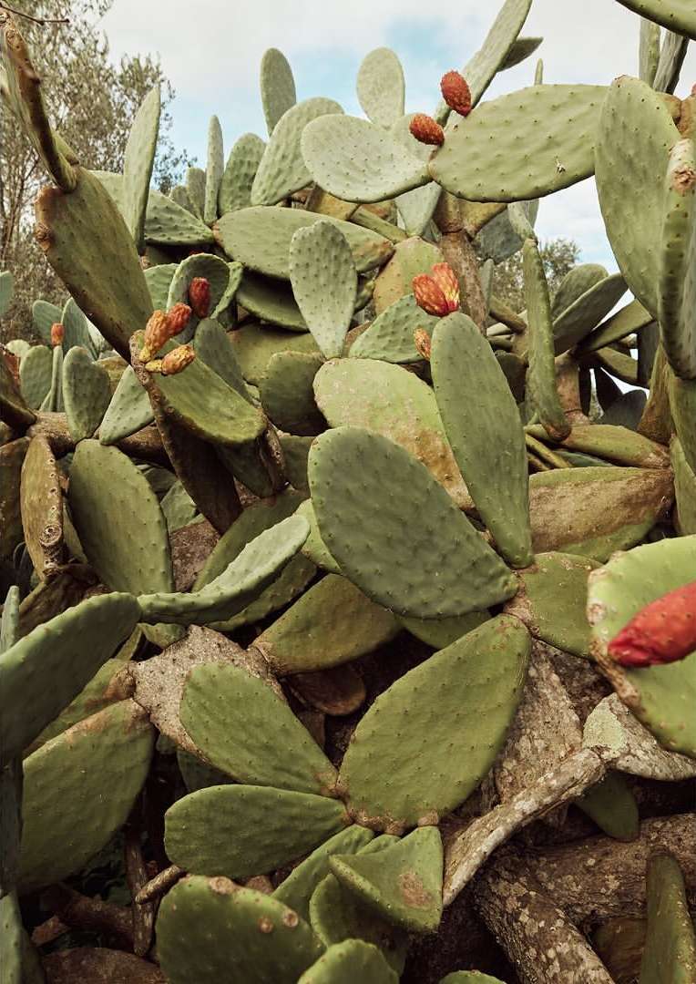 Close-up of a prickly pear cactus with green pads and ripe red fruit growing outdoors in natural light, against a blurred background.