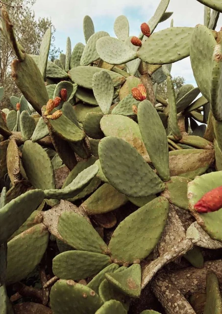 Close-up of a prickly pear cactus with green pads and ripe red fruit growing outdoors in natural light, against a blurred background.