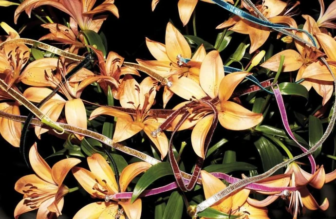 Golden lilies are adorned with metallic ribbons, creating a vibrant floral arrangement against a dark background. Botanical beauty.