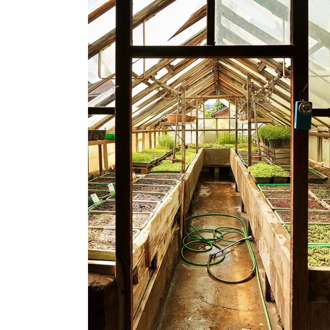 Sunlit interior of a vintage greenhouse with wooden framing, rows of seedlings, and a green garden hose, creating a vibrant scene.