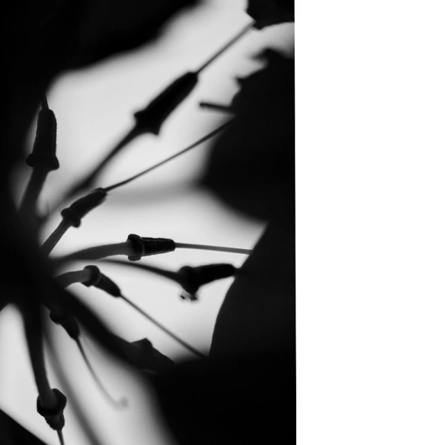 Monochromatic macro shot of dark flower stamens, highlighting their delicate structures and creating a stark, artistic composition.