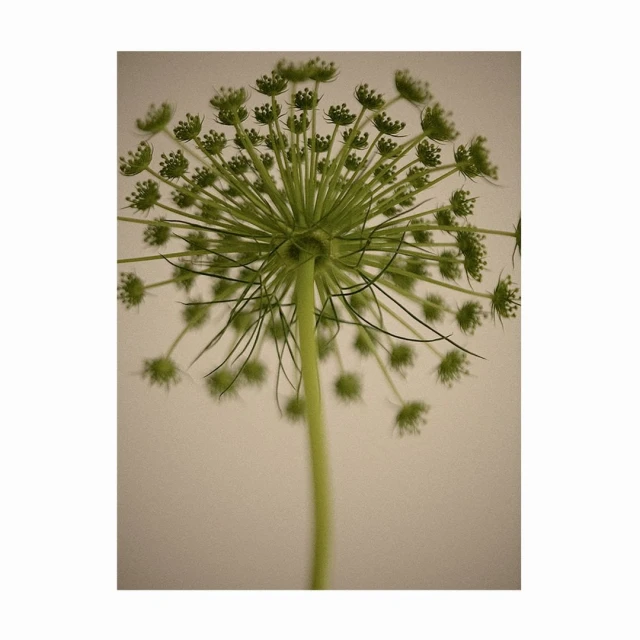 Close-up, upward shot of a Queen Anne's Lace flower with delicate white blooms against a soft, muted beige background.