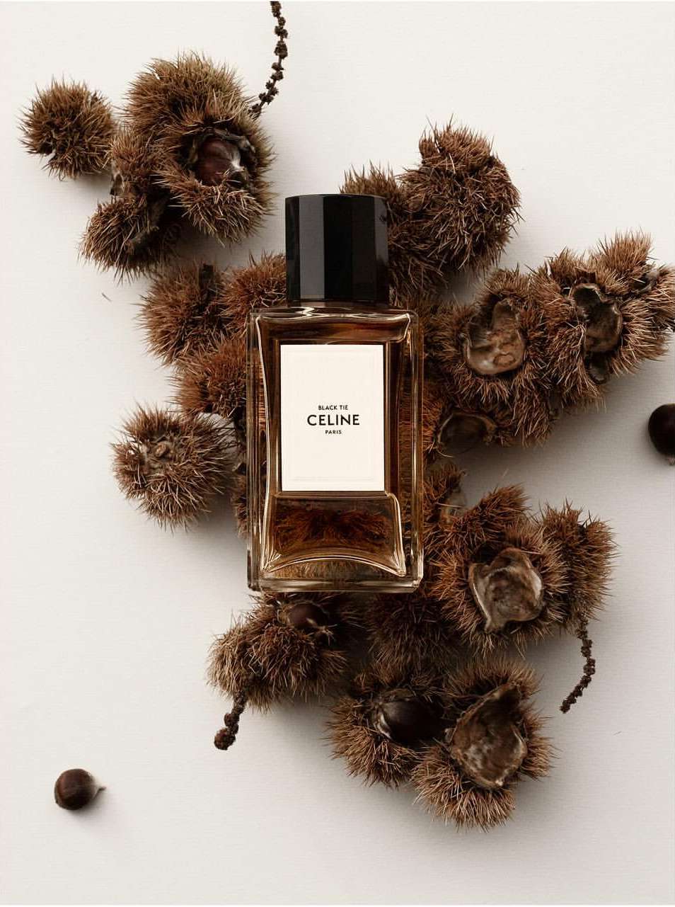 Celine Black Tie perfume bottle presented among spiky brown sweet chestnut shells and seed pods against a white surface indoors.