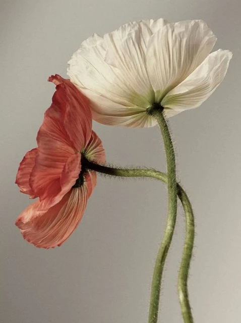 Close-up of two poppies, one white and one coral, intertwining stems and delicate petals against a muted, neutral background.