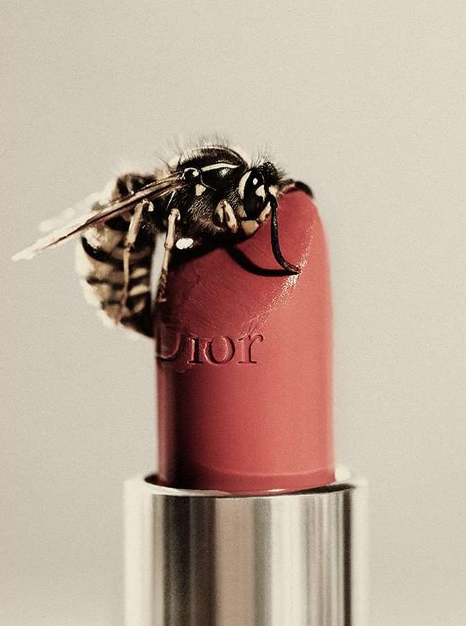 Close-up of a wasp on top of red Dior lipstick, beauty shot, macro insect photography, beauty industry advertisement, white background.