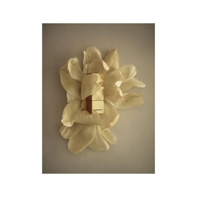 Burberry Her Elixir de Parfum bottle presented amid soft, creamy white flower petals on a light grey surface, studio product shot.