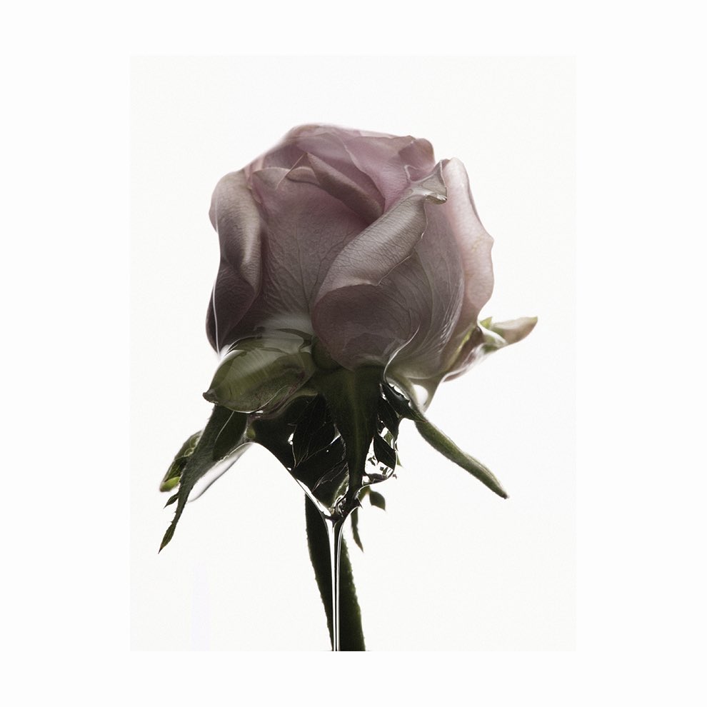 Close-up of a pale mauve rose with green leaves and a stem, isolated against a white background in a vertical composition.