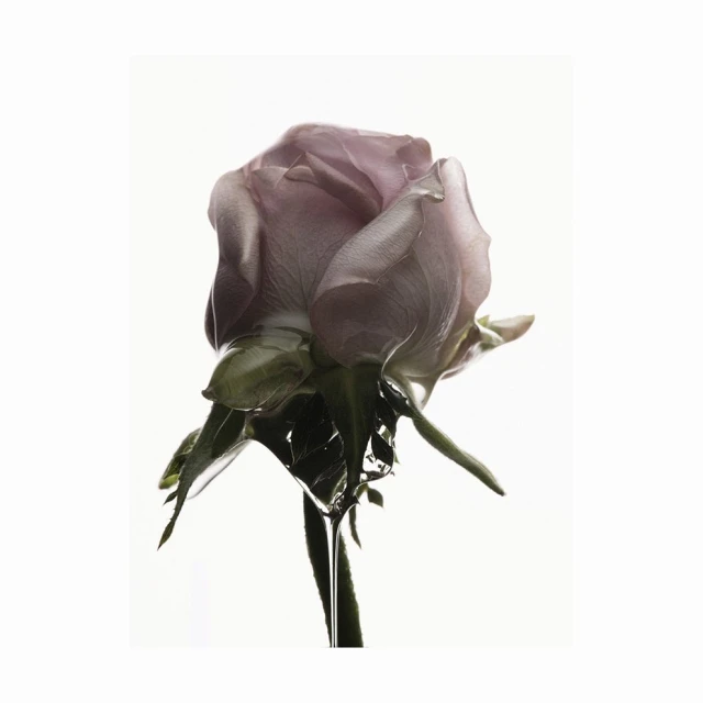 Close-up of a pale mauve rose with green leaves and a stem, isolated against a white background in a vertical composition.