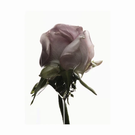 Close-up of a pale mauve rose with green leaves and a stem, isolated against a white background in a vertical composition.