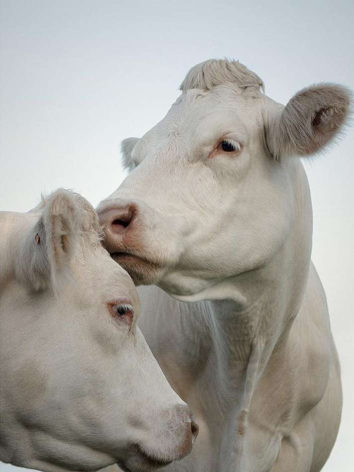 Close-up of two white Charolais cows in an outdoor setting, with one cow nuzzling the other, creating a gentle and affectionate moment.