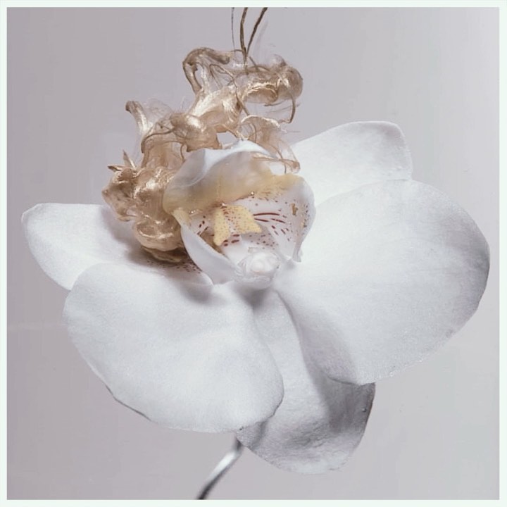 Close-up of a white orchid flower with metallic gold liquid swirling around it. The background is a solid neutral color.