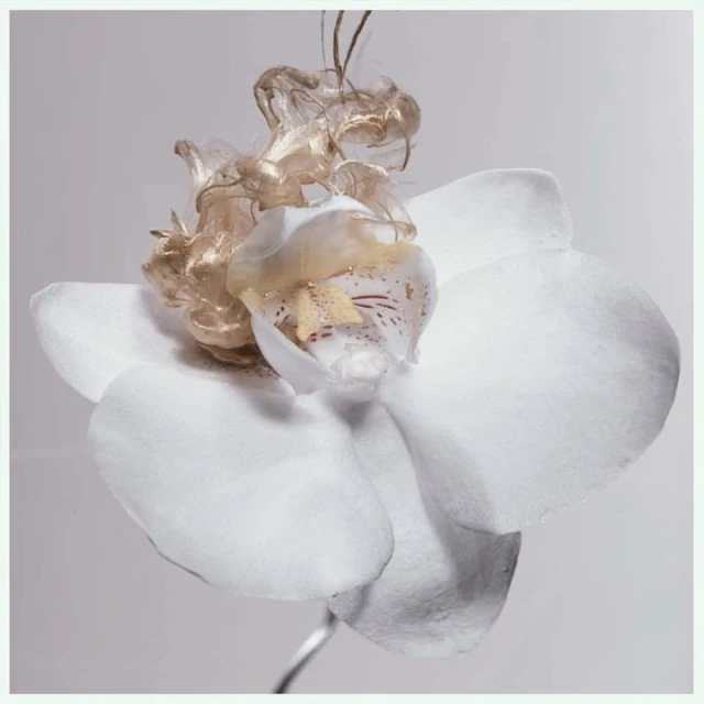 Close-up of a white orchid flower with metallic gold liquid swirling around it. The background is a solid neutral color.