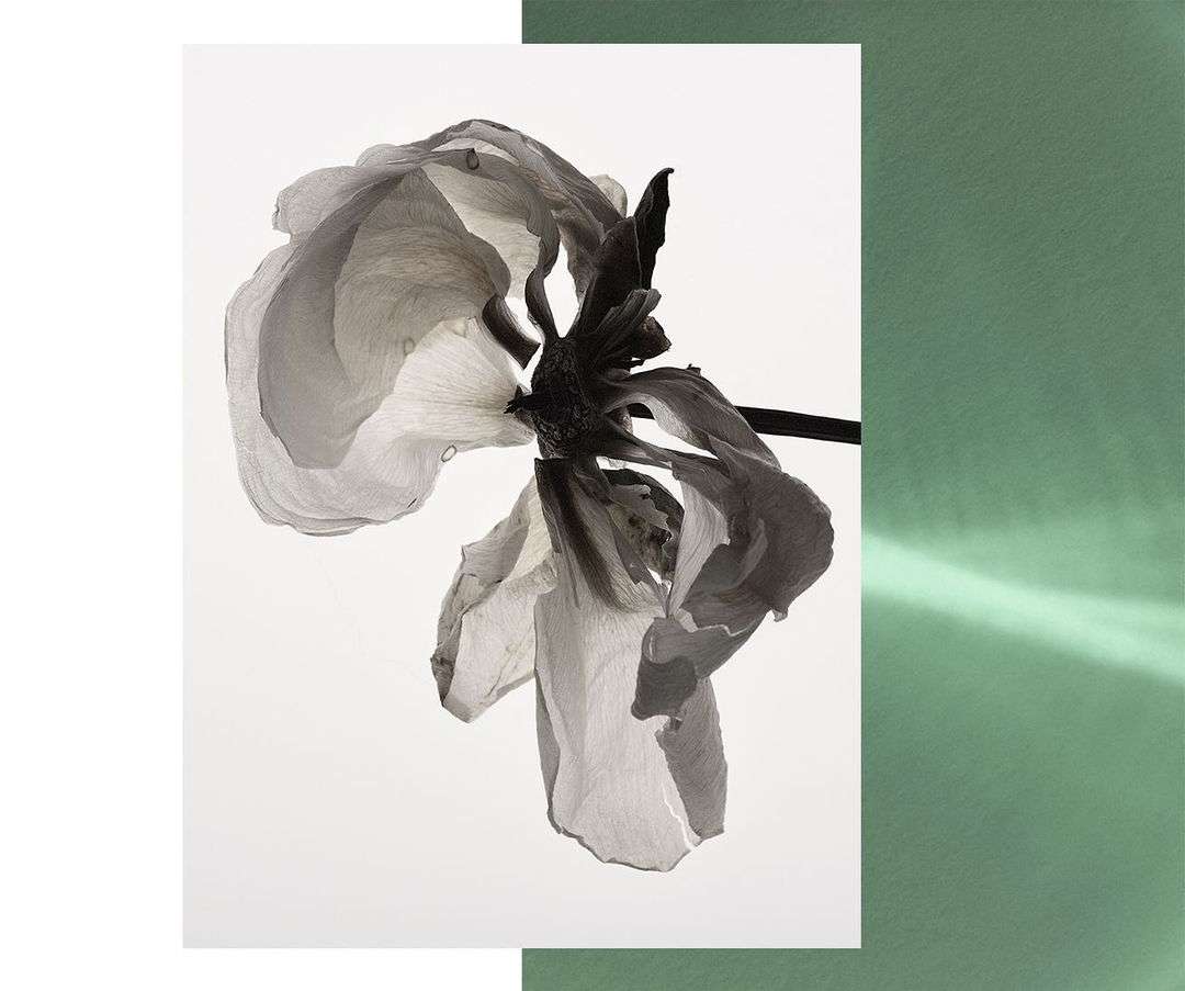 Close-up black and white photo of a faded flower blossom with translucent petals against a white and green background.