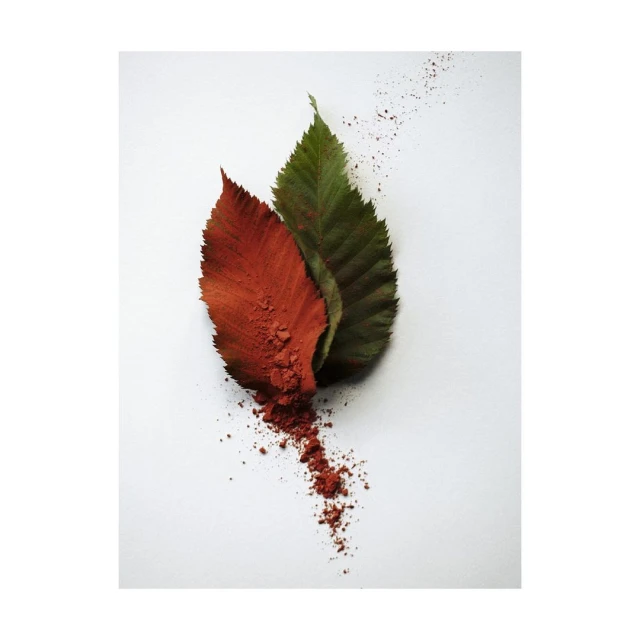 Studio shot of a pair of autumn leaves, one green and one brown, covered in matching pigments and powder, on a white background.