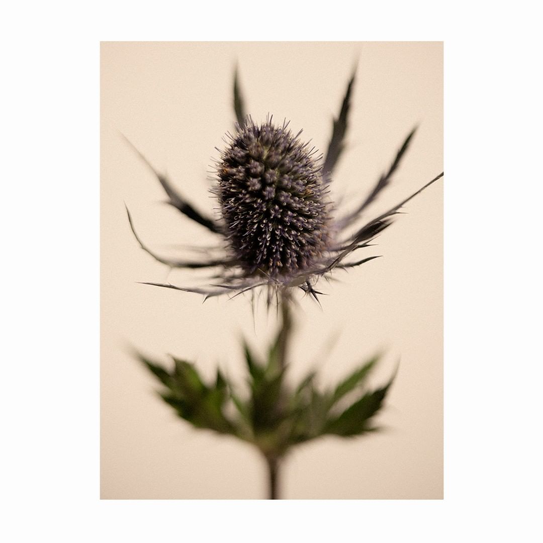 Close-up of a spiky, blue Sea Holly flower with a soft, cream-colored background and green leaves near the bottom of the frame.