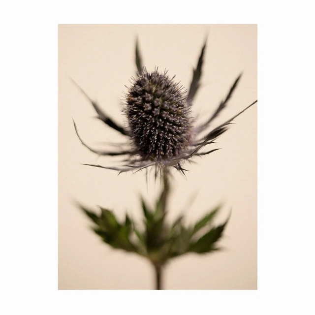 Close-up of a spiky, blue Sea Holly flower with a soft, cream-colored background and green leaves near the bottom of the frame.