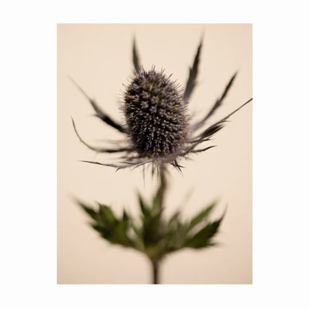 Close-up of a spiky, blue Sea Holly flower with a soft, cream-colored background and green leaves near the bottom of the frame.
