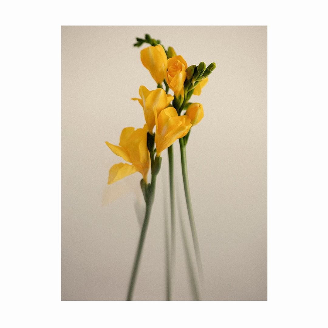 Close-up studio shot of bright yellow freesia flowers against a neutral cream backdrop with delicate green stems and soft lighting.
