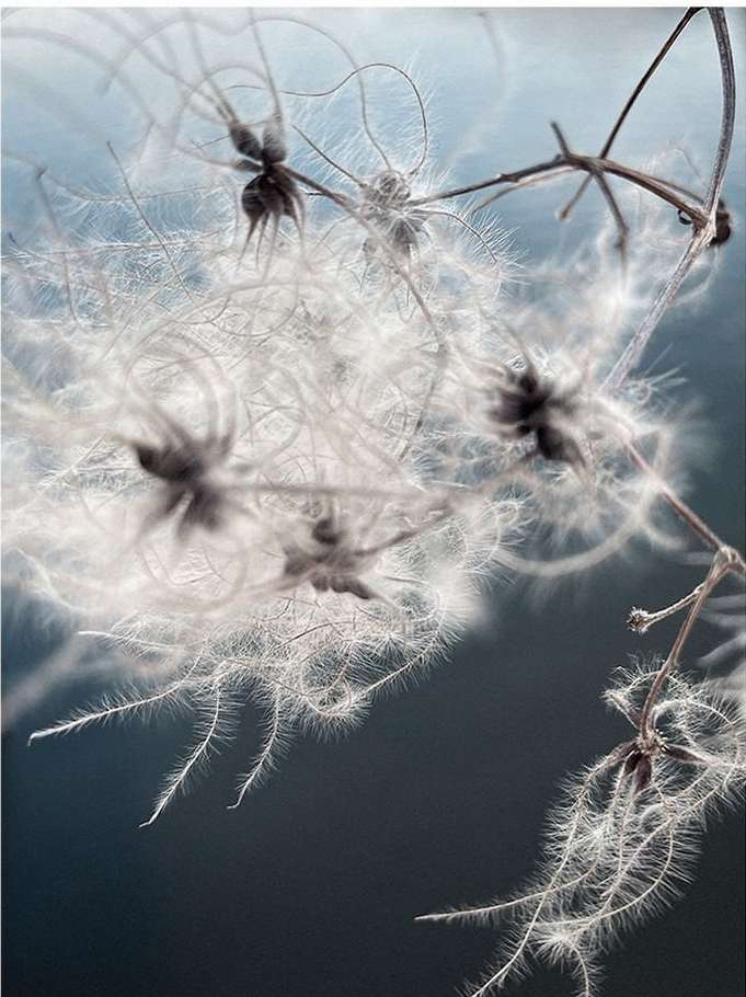 Delicate clematis seed heads with fluffy white filaments and dried tendrils are silhouetted against a gradient gray-blue background.