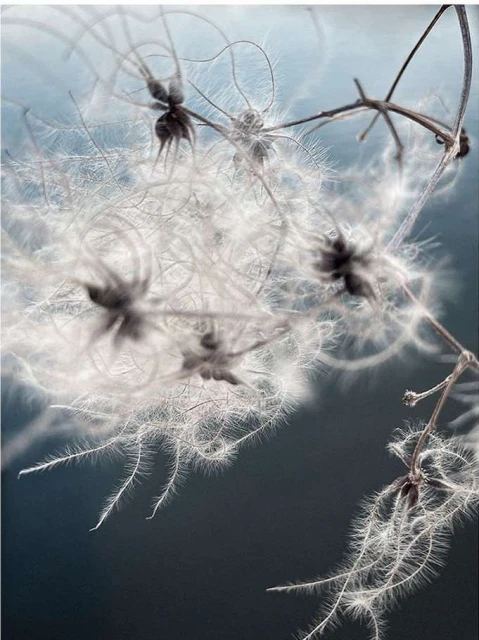 Delicate clematis seed heads with fluffy white filaments and dried tendrils are silhouetted against a gradient gray-blue background.