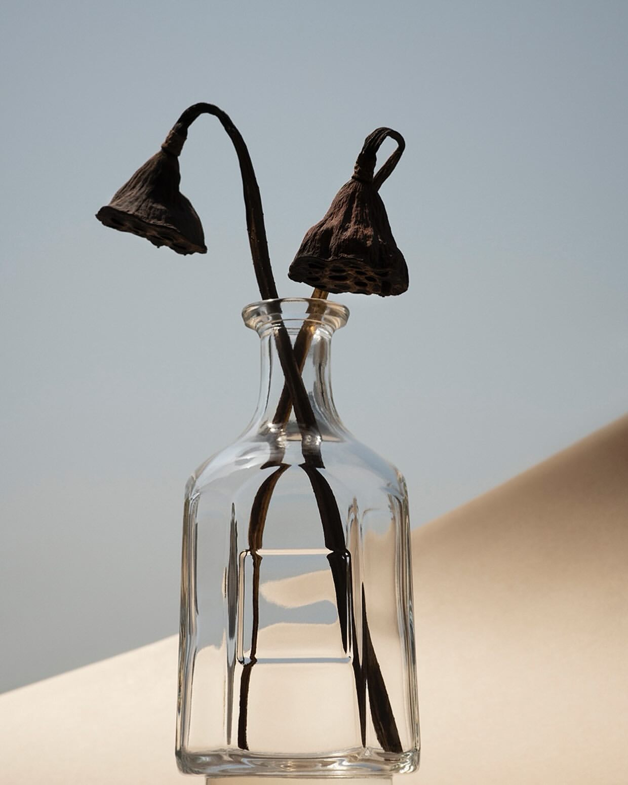 Two dried lotus seed heads in a clear glass vase, set against a soft blue and beige background, create a minimalist, botanical still life.